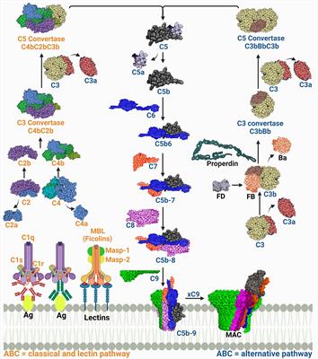 Microbial evasion of the complement system: a continuous and evolving story